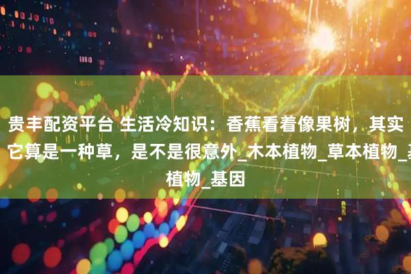 贵丰配资平台 生活冷知识：香蕉看着像果树，其实啊，它算是一种草，是不是很意外_木本植物_草本植物_基因